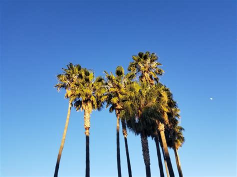 California Palm Trees Free Stock Photo Public Domain Pictures