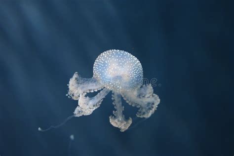 Jellyfish In The Water Stock Image Image Of Nature 102738967