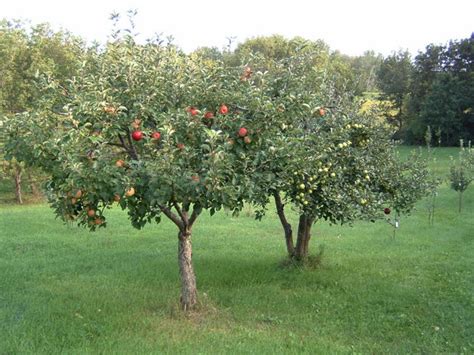 Fruit Trees Home Gardening Apple Cherry Pear Plum Fruit Tree