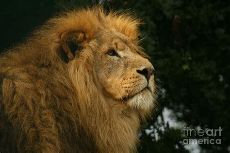 Majestic Lion Photograph By Carol Wright