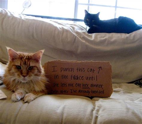 Best Of Cat Shaming 26 Pics