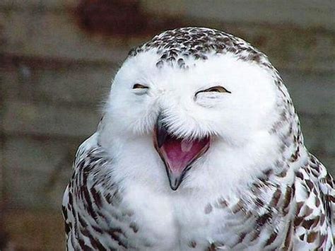 Happy Owl 6 Laughing Animals Smiling Animals Laughing Face Baby