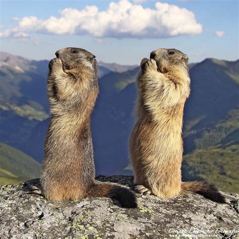 Nature And More Alpine Marmots Marmota Marmota The Alpine