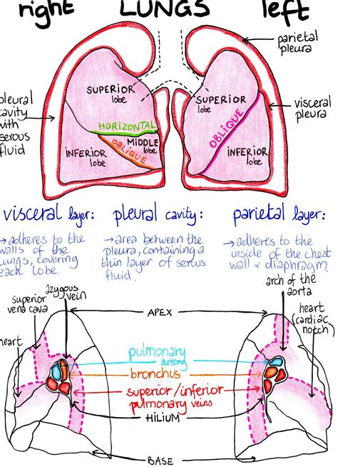 Respiratory System Medical School Studying Medical School Motivation