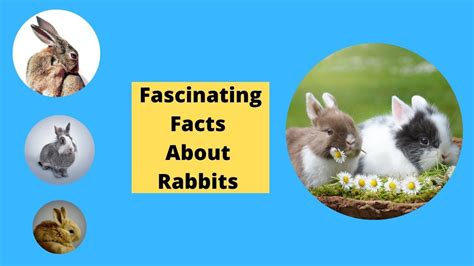 Fascinating Facts About Rabbits Fun Facts Female Rabbit Rabbit Life