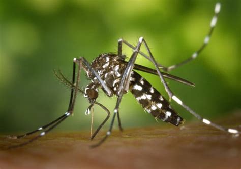Tiger Mosquito 1 Learn About Nature