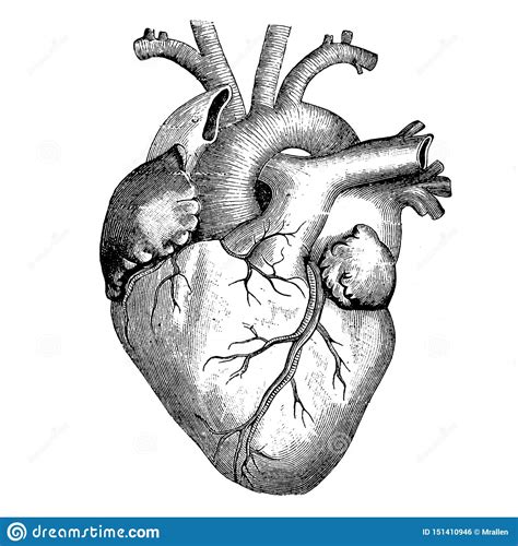 Medicine The Human Heart Victorian Anatomical Drawing Stock