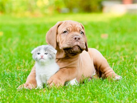 Puppies And Kittens Wallpapers 62 Background Pictures