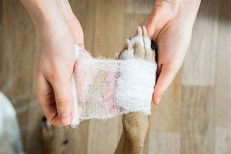 How Can I Treat My Dogs Infected Wound At Home Animal Shelters