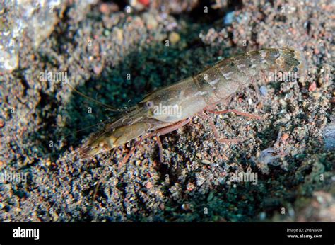 Snapping Shrimp Alpheus Sp Kuangi Dive Site Tulamben Karangasem