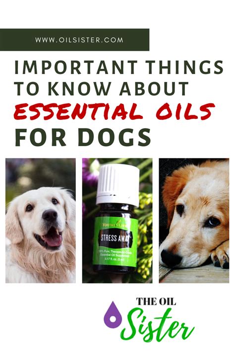 The Ultimate Guide To Essential Oils For Dogs Essential Oils Dogs