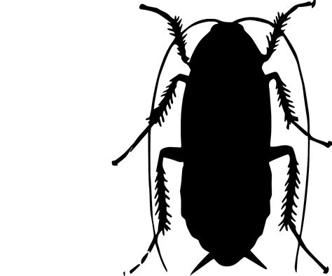 Svg Insect Animal Cricket Bug Free Svg Image And Icon Svg Silh