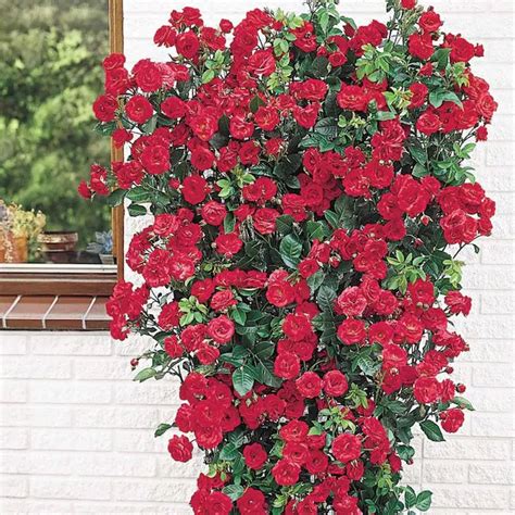 Spring Hill Nurseries Bare Root Red Flowering Blaze Climbing Rose Lowes