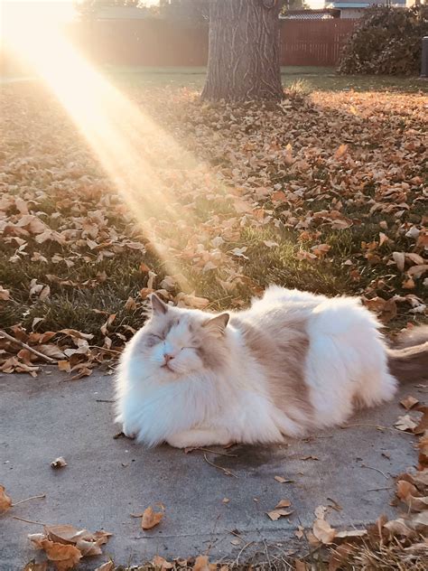 Cute Cat Soaking In The Sun Raww