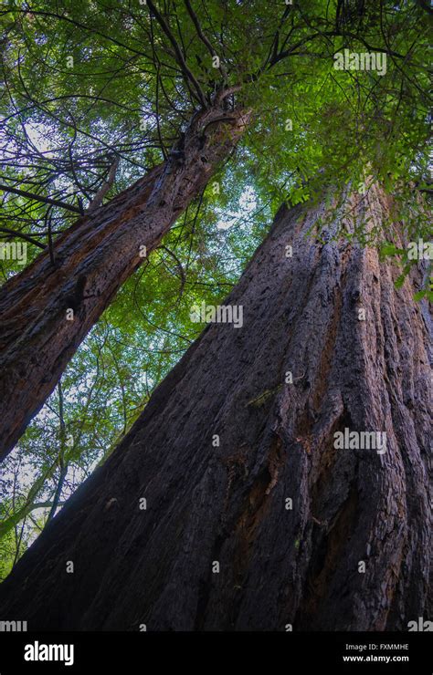 Muir Woods Ancient Redwood Forestcalifornia Stock Photo Alamy