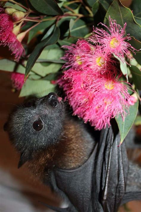 Grey Headed Flying Fox Pup Australia Fruit Bat Bat Flying Baby Bats