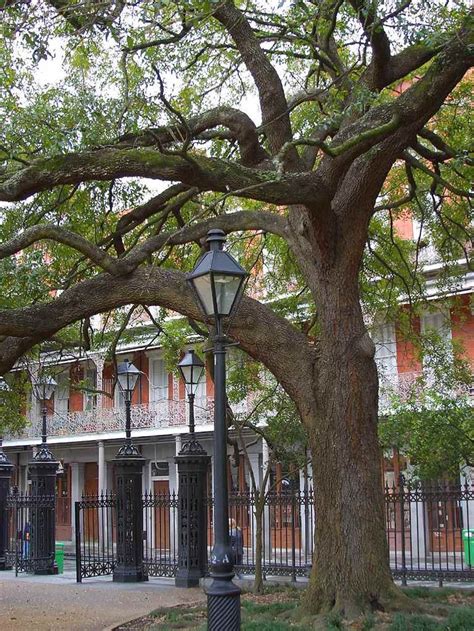 Live Oak Trees New Orleans Louisiana Orleans