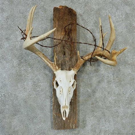 Whitetail Skull And Antlers Taxidermy Mount 13210 For Sale The