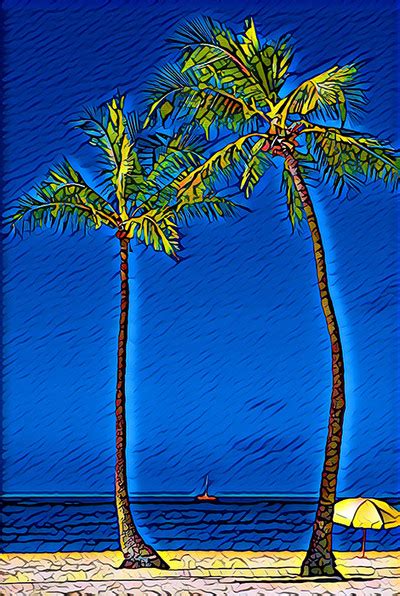South Beach Palm Trees A Focus On Florida