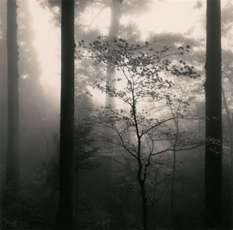 Misty Forests Veeery Magical Black And White Landscape Photography