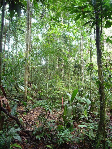 Why Do Tropical Ecosystems Have Higher Biodiversity Science 20