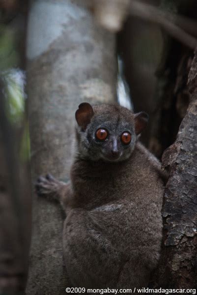 Lets Draw Endangered Species Sahafary Sportive Lemur
