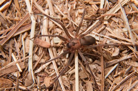 Spider Spotlight Brown Recluse Drive Bye Pest Exterminators