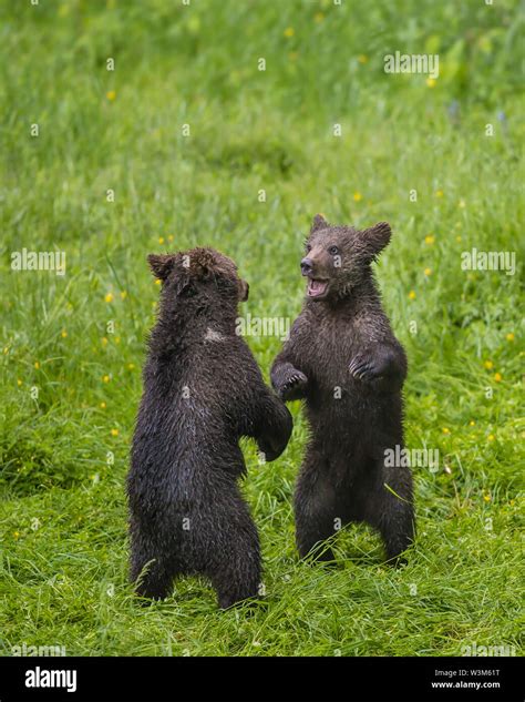 Cute Two Brown Grizzly Bear Cubs Ursus Arctos Playing Together