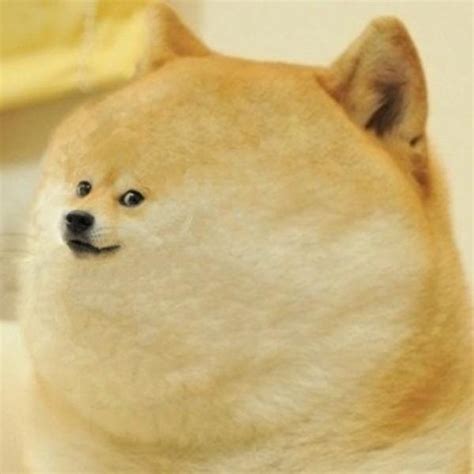 Create Meme Dogs Meme Breed Photo Dogs Meme Deal With It Doge 