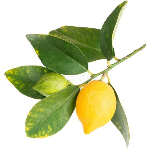 A Few Lemons On The Branch Stock Photo Image Of Nature Cultivation