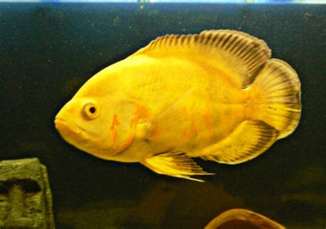 Ikan oscar dikenal sebagai predator yang memiliki sifat agresif. Harga Ikan Oskar : Cara Merawat Ikan Oscar Albino Yang Menawan Indah : Apalgai sudah banyak ...