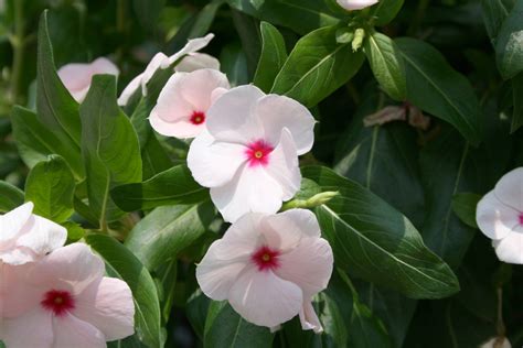 Find Late Summer Color With Flowering Vinca Mississippi State