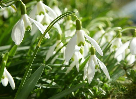 Snowdrops Guide Best Walks How To Grow And When They Bloom