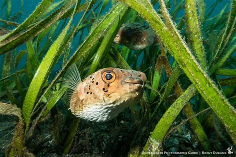 A Pufferfish Smiles From Inside Some Sea Grass Canon G7 X Ii In