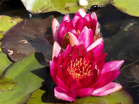 The Beautiful Red Water Lily Flower Is Removed In The Water Stock Image