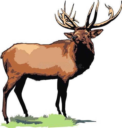 Wild Big Buck Stock Illustrations 531 Wild Big Buck Stock