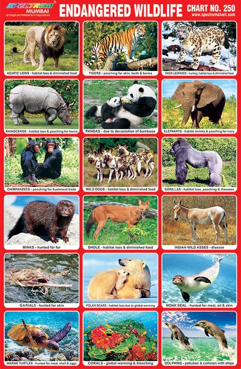 Spectrum Pre School Kids Learning Poster Educational Wild Animals Name