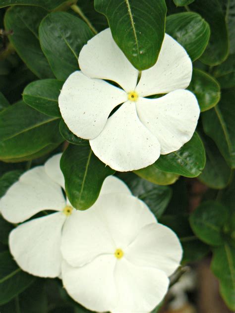 Periwinkle 51416 Beautiful Flowers Images Plant Leaves Flower Names