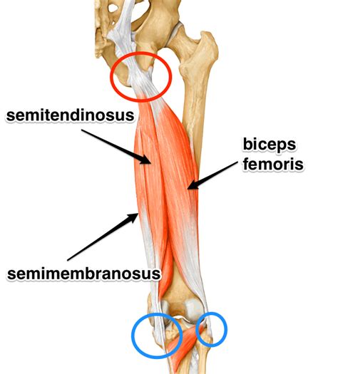 The Hamstrings Yoga Anatomy