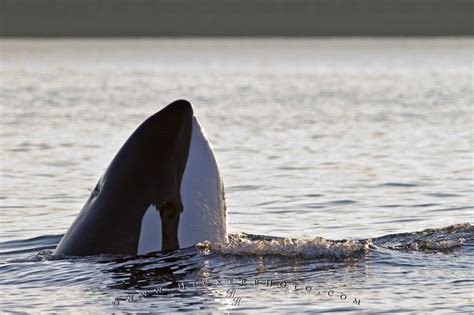 Spyhopping Transient Killer Whale Photo Information