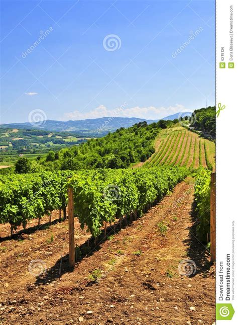 Landscape With Vineyard Stock Photo Image Of Nature Horticulture