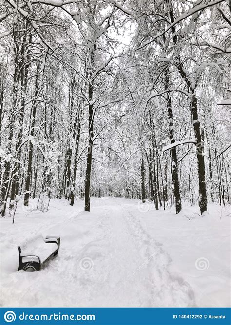 Winter Landscape With Snow Covered Trees Bench And Footpath Stock Photo Image Of February