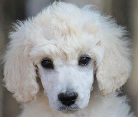 Standard poodle puppies and dogs for sale from reputable breeders. #90 Helena's White - Green Polish - Female standard poodle ...