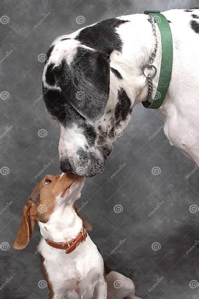 Great Dane Kissing Beagle Stock Image Image Of Happy 18684981