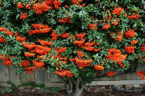 10 Best Evergreens For Hedges And Privacy Screens Shade Landscaping