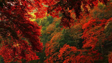 Red Autumn Forest Hd Hd Desktop Wallpaper Widescreen High