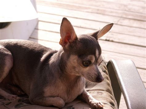We offer teacup chihuahua puppies for sale. Blue Chihuahua Pictures