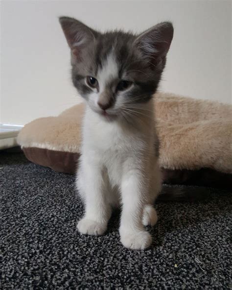 White And Grey Kitten Bradford West Yorkshire Pets4homes
