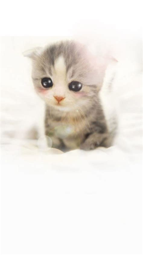 Multiple sizes available for all screen sizes. Cute Scottish Fold Kitten Android Wallpaper free download