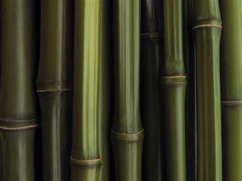 44 Bamboo Grass Wallpaper On Wallpapersafari
